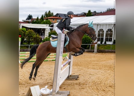 New Forest Pony, Merrie, 12 Jaar, Bruin