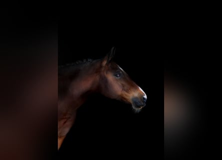 New Forest Pony, Merrie, 13 Jaar, 146 cm, Bruin