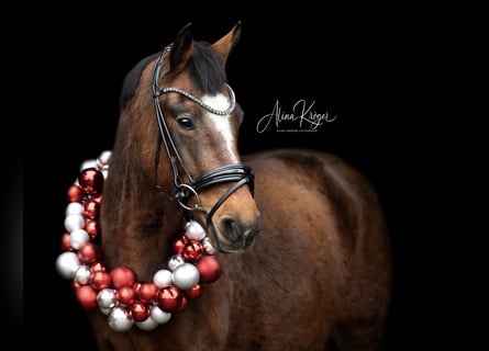 New Forest Pony, Merrie, 14 Jaar, 146 cm, Bruin