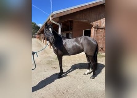 New Forest Pony, Merrie, 15 Jaar, 142 cm, Zwart