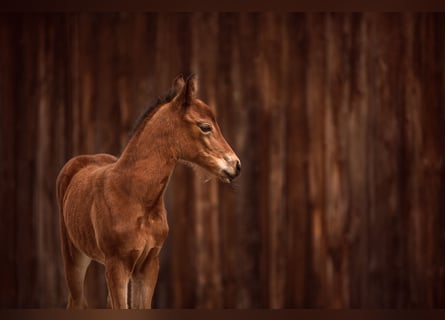 New Forest Pony, Merrie, 1 Jaar, Bruin