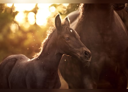 New Forest Pony, Merrie, 1 Jaar, Donkerbruin