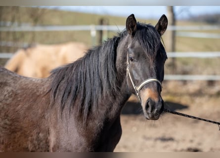 New Forest Pony, Merrie, 3 Jaar, 141 cm, Buckskin