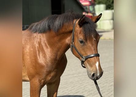 New Forest Pony, Merrie, 3 Jaar, 146 cm, Bruin