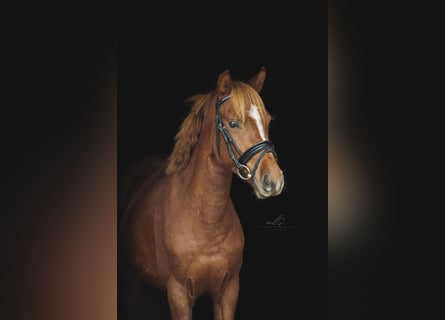New Forest Pony, Merrie, 4 Jaar, 128 cm, Donkere-vos