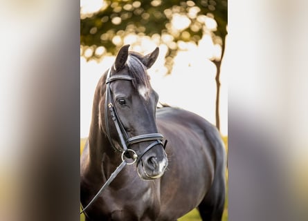 New Forest Pony, Merrie, 6 Jaar, 138 cm, Zwart