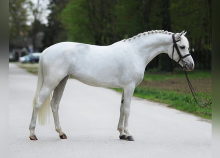 New Forest Pony, Merrie, 7 Jaar, 141 cm, Schimmel