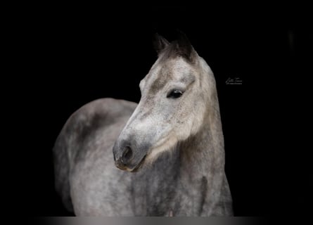 New Forest Pony, Merrie, 8 Jaar, 130 cm, Schimmel