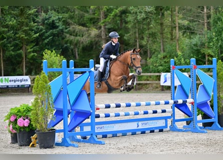 New Forest Pony, Merrie, 8 Jaar, 142 cm, Brauner