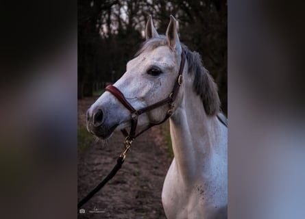 New Forest Pony Mix, Stute, 9 Jahre, 147 cm, Schimmel