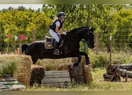 New Forest Pony, Ruin, 11 Jaar, 146 cm, Donkerbruin