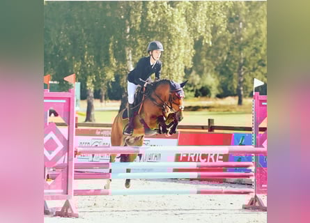 New Forest Pony, Ruin, 13 Jaar, 145 cm