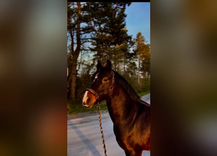 New Forest Pony, Ruin, 14 Jaar, 146 cm, Zwart