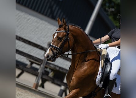 New Forest Pony, Wallach, 3 Jahre, 144 cm, Hellbrauner