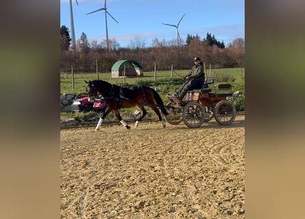 New Forest Pony, Ruin, 3 Jaar, 145 cm, Bruin