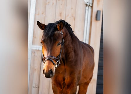 New Forest Pony, Ruin, 4 Jaar, 147 cm, Donkerbruin