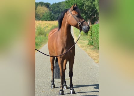 New Forest Pony, Ruin, 6 Jaar, 146 cm, Bruin