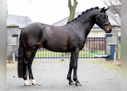 New Forest Pony, Ruin, 7 Jaar, 145 cm, Donkerbruin