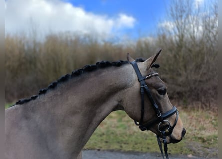 New Forest Pony, Stallion, 3 years, 13,1 hh, Buckskin