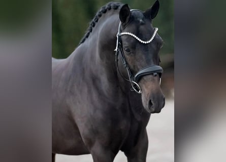 New Forest Pony, Stallion, 4 years, 14,1 hh, Black