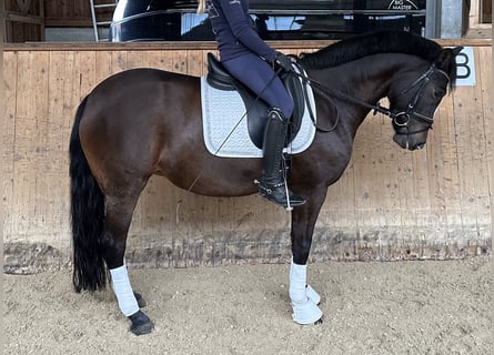 New Forest Pony, Stute, 11 Jahre, 148 cm, Dunkelbrauner