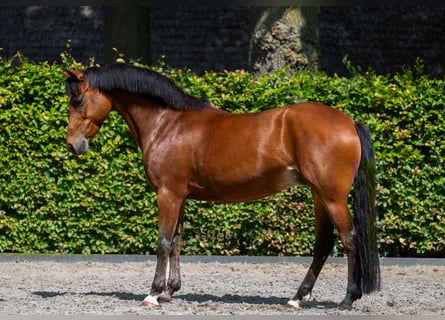 New Forest Pony, Stute, 13 Jahre, 146 cm, Brauner
