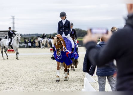 New Forest Pony, Stute, 13 Jahre, 146 cm, Fuchs