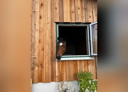 New Forest Pony, Stute, 14 Jahre, 148 cm, Brauner