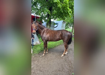New Forest Pony, Stute, 15 Jahre, 140 cm, Dunkelfuchs