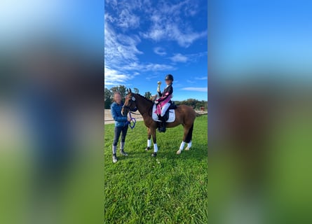 New Forest Pony, Stute, 16 Jahre, 148 cm, Brauner