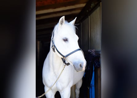 New Forest Pony, Stute, 18 Jahre, 139 cm, Schimmel