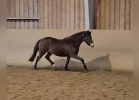 New Forest Pony, Stute, 2 Jahre, Brauner
