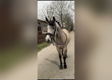 New Forest Pony, Stute, 3 Jahre, 138 cm, Falbe