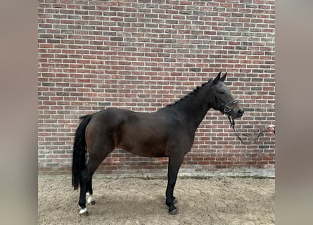 New Forest Pony, Stute, 3 Jahre, 145 cm, Schwarzbrauner