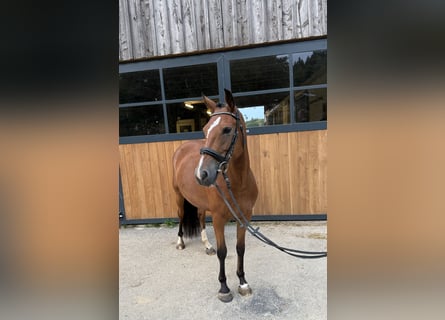 New Forest Pony, Stute, 4 Jahre, 147 cm, Brauner