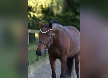 New Forest Pony, Stute, 6 Jahre, 136 cm, Brauner