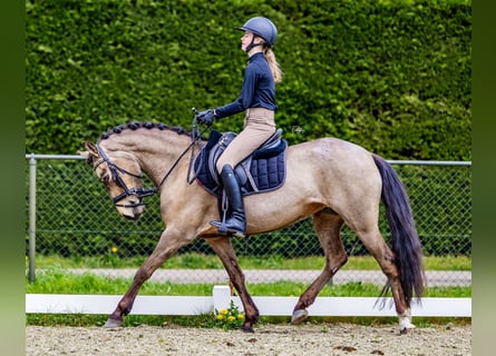 New Forest Pony, Stute, 6 Jahre, 144 cm, Falbe
