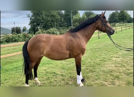 New Forest Pony Mix, Stute, 7 Jahre, 147 cm, Brauner
