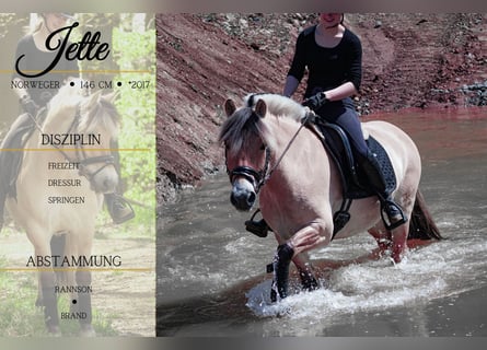 New Forest Pony, Stute, 8 Jahre, 146 cm, Falbe