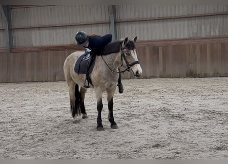 New Forest Pony, Stute, 9 Jahre, 146 cm, Falbe