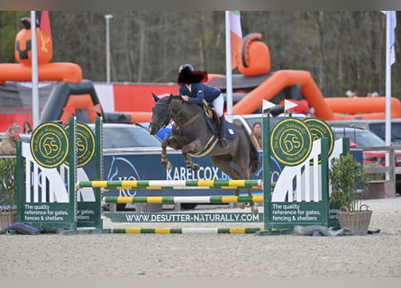 New Forest Pony, Stute, 9 Jahre, 148 cm, Schwarzbrauner