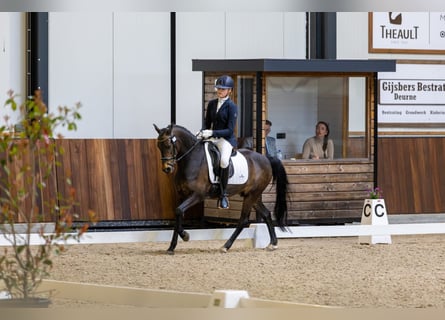 New Forest Pony, Wallach, 14 Jahre, 144 cm, Dunkelbrauner