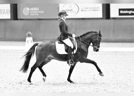 New Forest Pony, Wallach, 14 Jahre, 144 cm, Dunkelbrauner