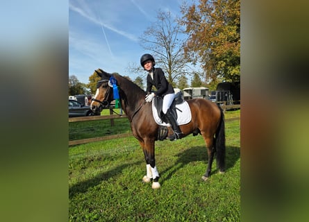 New Forest Pony, Wallach, 14 Jahre, 146 cm, Brauner