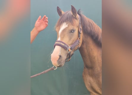 New Forest Pony, Wallach, 3 Jahre, 144 cm, Buckskin