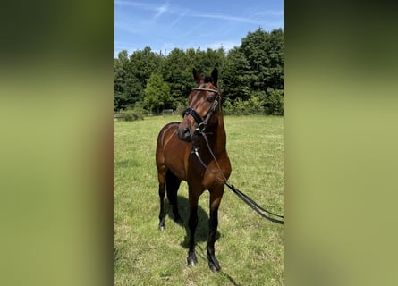 New Forest Pony, Wallach, 3 Jahre, 146 cm, Brauner