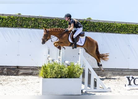New Forest Pony, Wallach, 3 Jahre, 152 cm, Fuchs