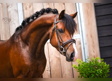 New Forest Pony, Wallach, 4 Jahre, 146 cm, Brauner