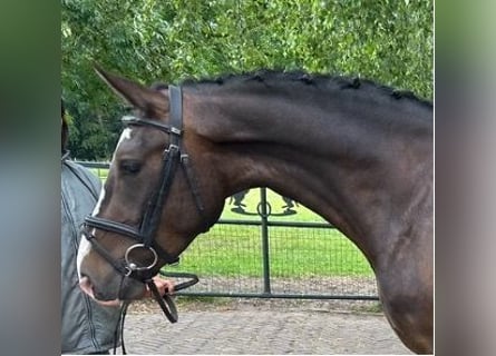 New Forest Pony, Wallach, 4 Jahre, 147 cm, Dunkelbrauner
