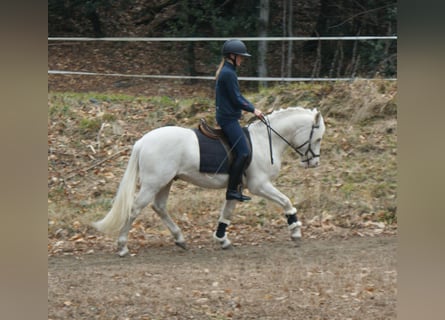 New Forest Pony, Wallach, 5 Jahre, 140 cm, Cremello